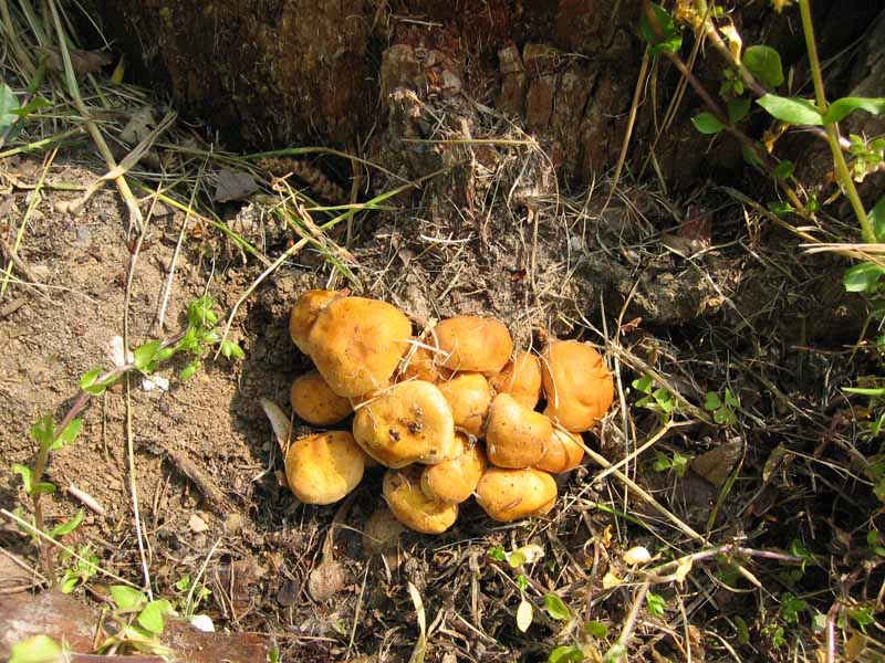 Suillus granulatus